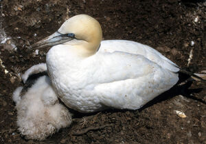 Northern Gannet
