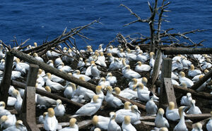 Northern Gannet