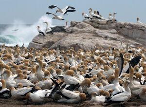 Cape Gannet