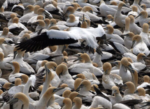 Cape Gannet