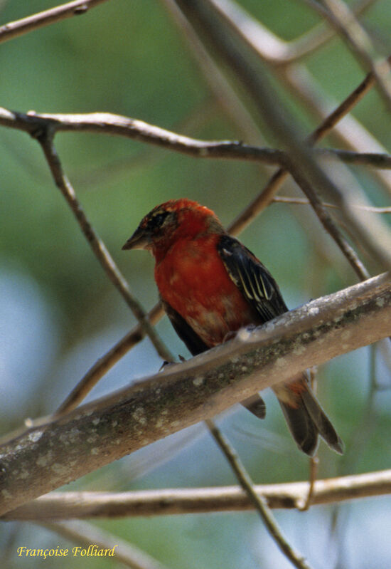 Red Fody male adult, identification