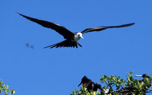 Magnificent Frigatebird