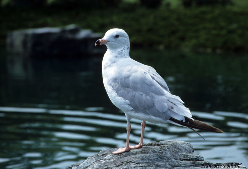 Ring-billed Gull, identification