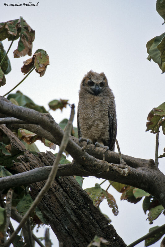 Great Horned Owlimmature, identification
