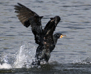 Great Cormorant 
&copy; Fran�oise Folliard
