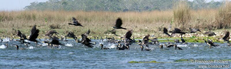 Great Cormorant, feeding habits, Behaviour