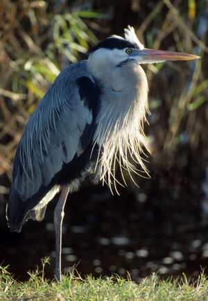 Great Blue Heron
