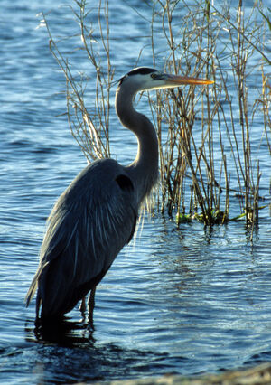 Great Blue Heron