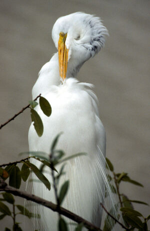 Great Egret