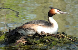 Great Crested Grebe