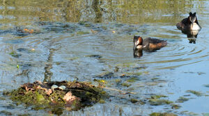 Great Crested Grebe