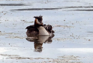 Great Crested Grebe