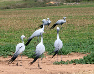 Blue Crane