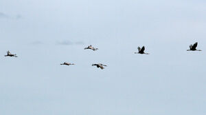 Blue Crane