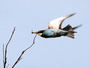 European Bee-eater