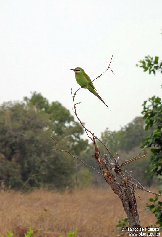 Blue-cheeked Bee-eater, identification