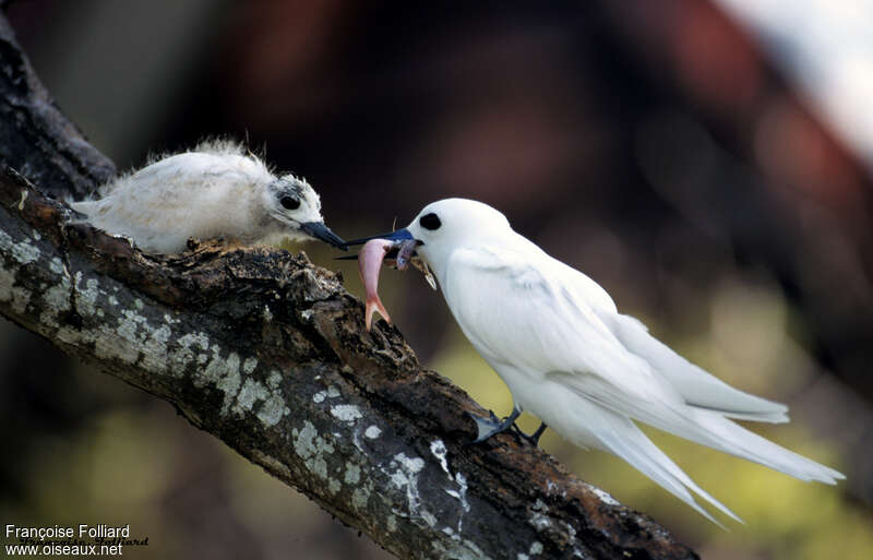 White Tern, feeding habits, eats