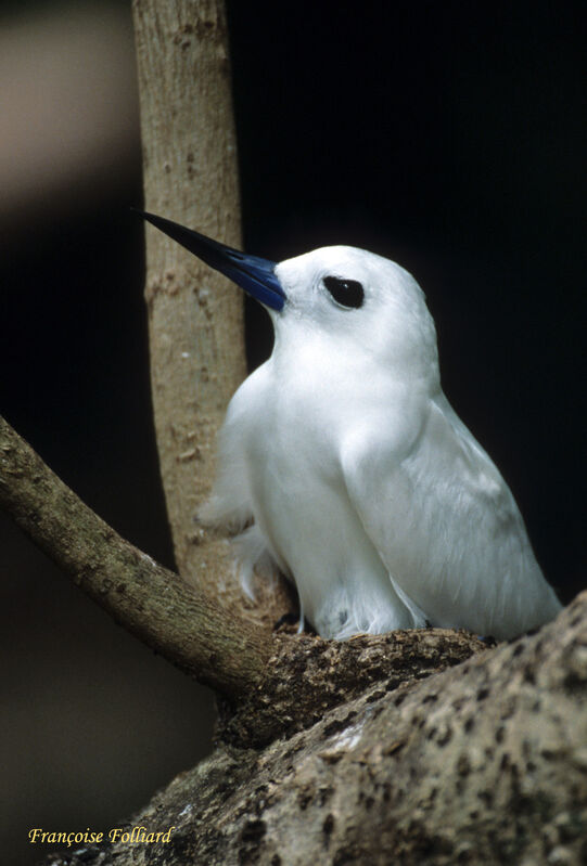 White Ternadult, Reproduction-nesting