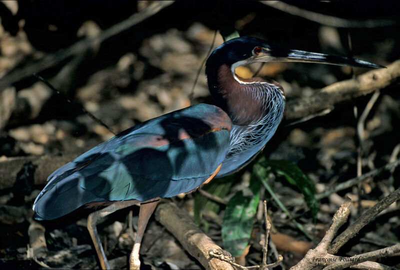 Agami Heron, identification