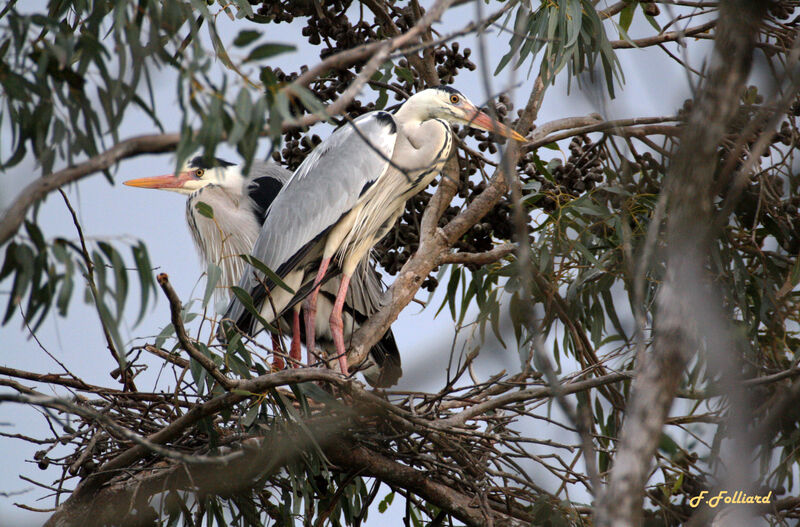 Grey Heron adult, Reproduction-nesting