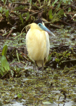 Capped Heron