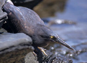 H�ron des Galapagos