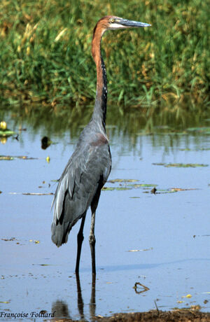 Goliath Heron