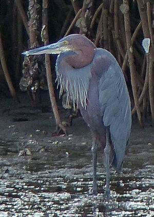 Goliath Heron