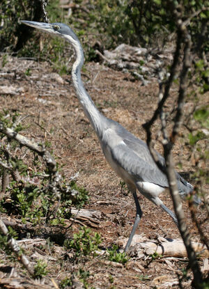 Black-headed Heron 
&copy; Fran�oise Folliard