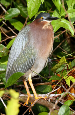 Green Heron 
&copy; Fran�oise Folliard