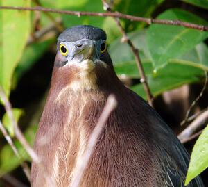 Green Heron 
&copy; Fran�oise Folliard