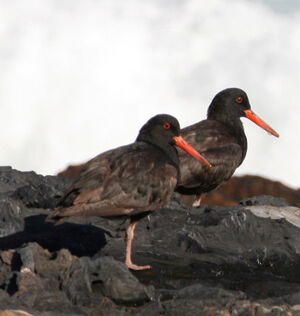 African Oystercatcher