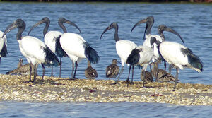 African Sacred Ibis