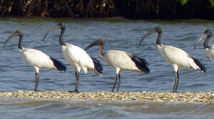 African Sacred Ibis