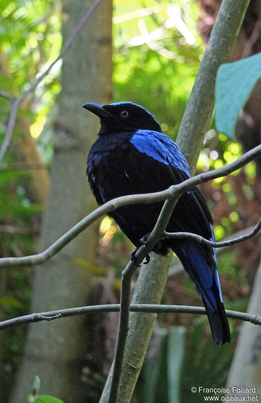 Asian Fairy-bluebird, identification