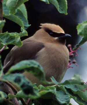 Cedar Waxwing