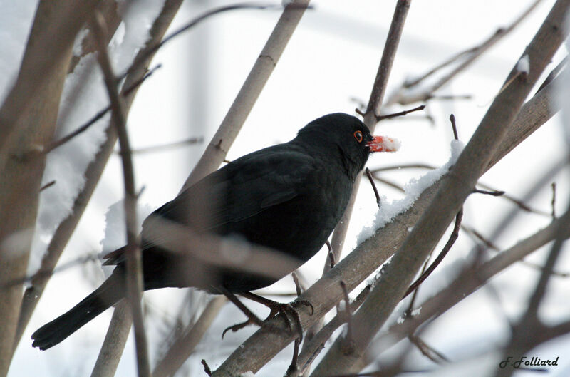 Common Blackbird male adult post breeding, identification, Behaviour
