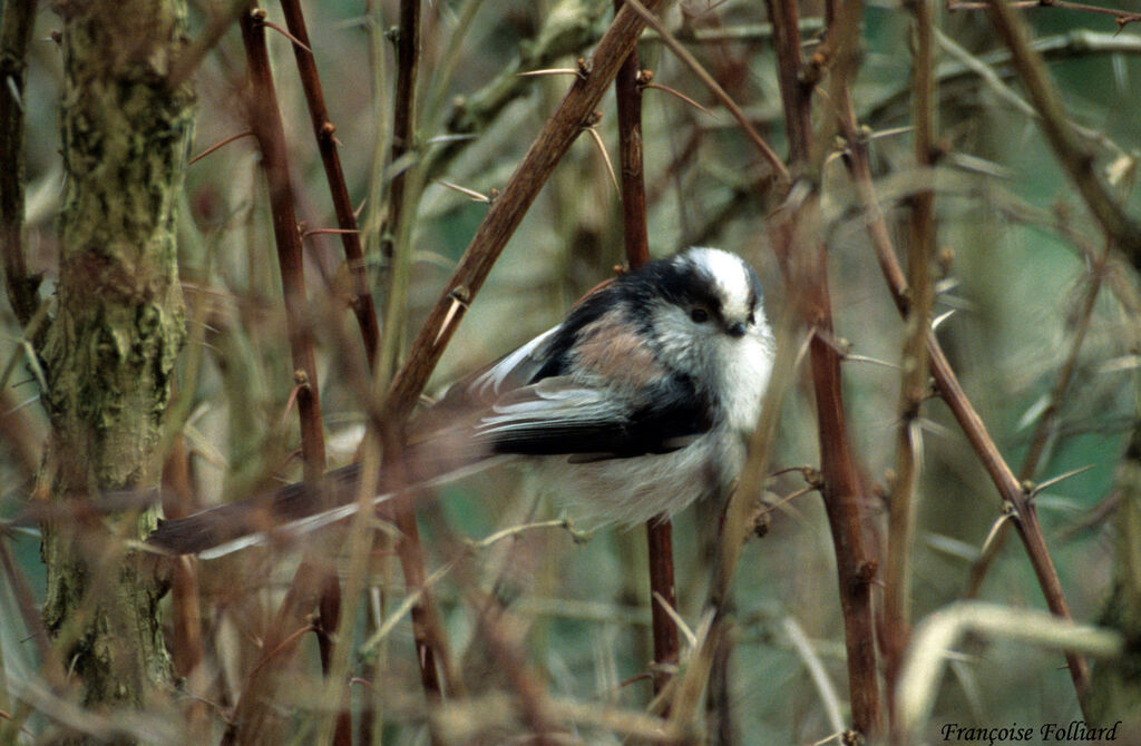 Mésange à longue queue - Aegithalos caudatus