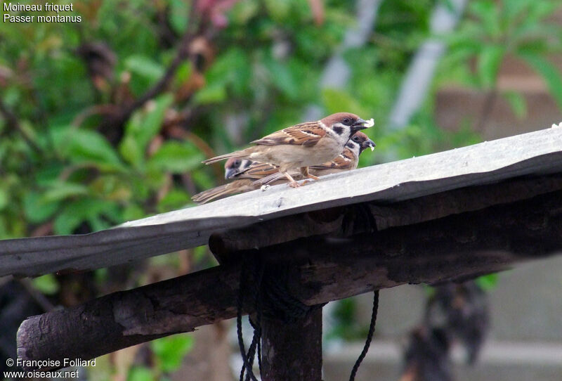 Eurasian Tree Sparrow, identification, feeding habits