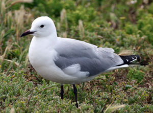 Hartlaub's Gull