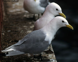 Black-legged Kittiwake