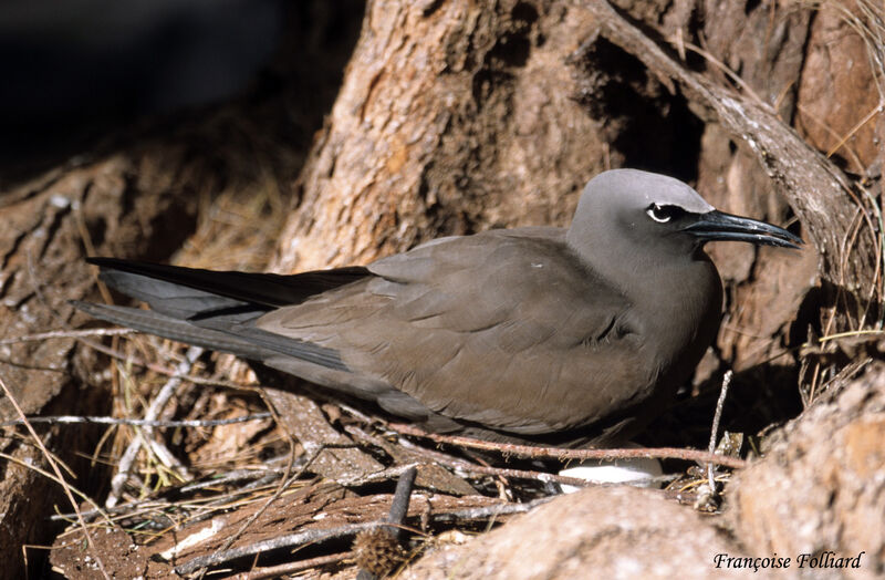 Brown Noddy, Reproduction-nesting