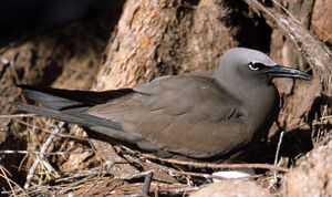 Brown Noddy