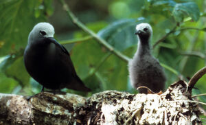 Lesser Noddy