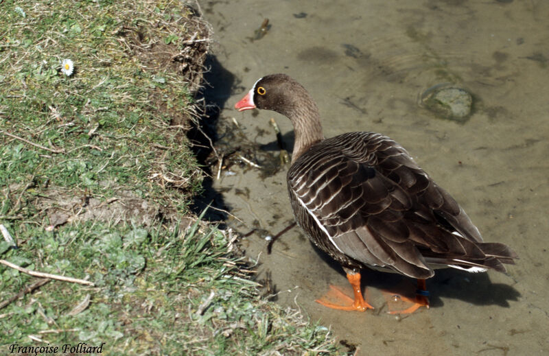 Lesser White-fronted Gooseadult, identification