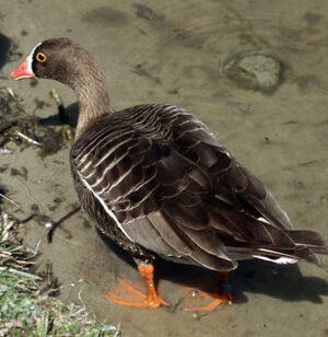 Lesser White-fronted Goose