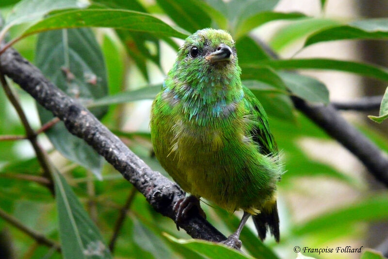 Blue-crowned Chlorophonia, identification