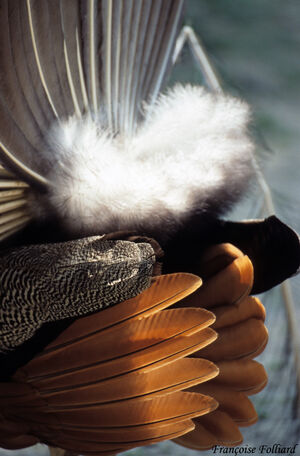 Indian Peafowl