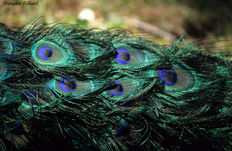 Paon bleu mâle adulte, identification