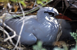 Red-tailed Tropicbird